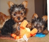 Super-Cute-Microchip-and-health-guarantee-Male-and-Female-T-cup-Yorkie-puppies