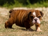 English-Bull-pups