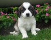two-lovely-Saint-Bernard-puppies-for-sale-a-good-home-