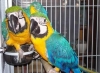Proven-pair-of-blue-and-gold-macaw