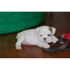 TWO-WHITE-ENGLISH-BULLDOG-PUPPIES-FOR-ADOPTION