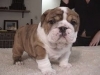 Pure-breed-English-Bulldog-puppy-available