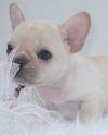 Adorable-French-bulldog-pups