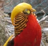 red-golden-pheasant