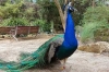 blue-indian-peacock