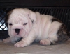 Male-Female-English-Bulldog-Puppies-Available