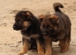Show-quality-males-and-females-German-Shepherd-Puppies