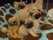 The-Salvadores-Pug-Farm