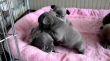 Akc-Blue-Eyes-French-Bulldog-babies-Available