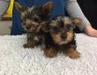 Yorkshire-Terrier-puppies