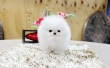 T-Cup-Pomeranian-Puppies-For-Good-Homes