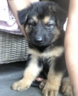 Pure-breed-German-shepherd-puppies-last-ones