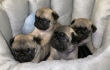 Adorable-Pug-Puppies
