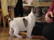 French-bulldog-Puppies