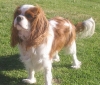 Cavalier-King-Charles-pups-for-adoption