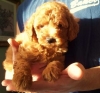  ENLISH MINI&TOY F1BB MATURE UNDER 17LBS